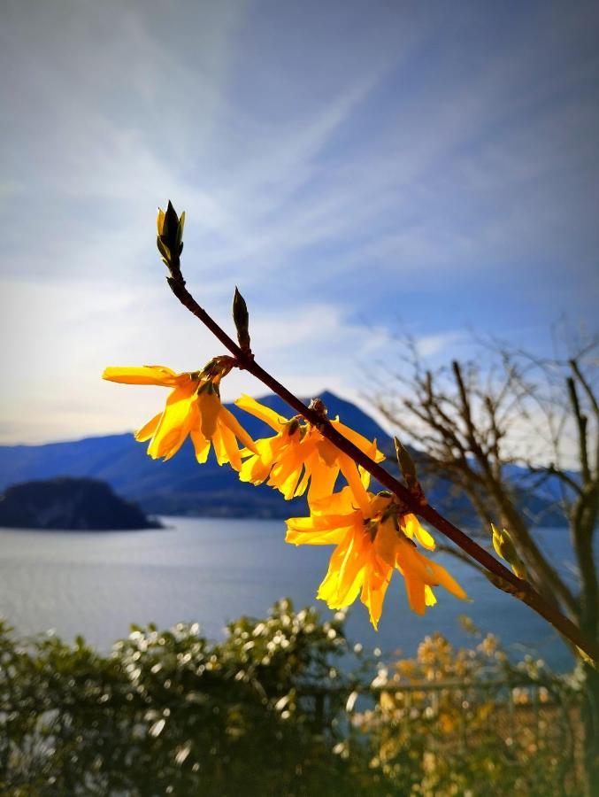 Ortensia Lake Como - Perfect For Couple And Pets 바레나 외부 사진